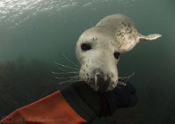 Grey seal. Farne islands. D200, 10.5mm. by Derek Haslam 